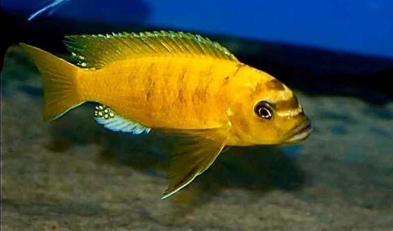 Maylandia sp. 'zebra gold' Lion's Cove